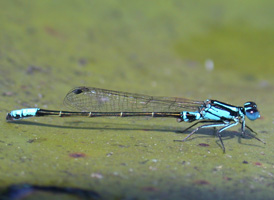 Lilypad Forktail